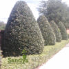 Ilex Evergreen Shrub, Nellie R Stevens Holly, 3 inch pot