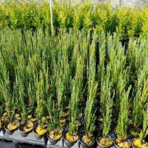 Juniper scopulorum Skyrocket 4 inch Pot