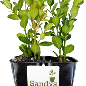 Boxwood Wintergreen Buxus Microphylla Starter Plant