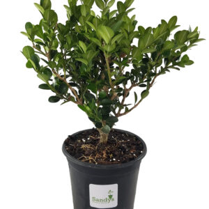 Boxwoods Wintergreen Buxus Microphylla Quart Pot