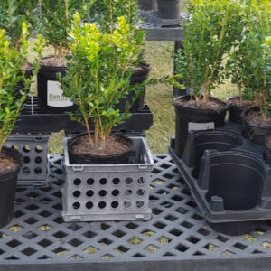 Boxwoods Wintergreen Buxus Microphylla Gallon Pot