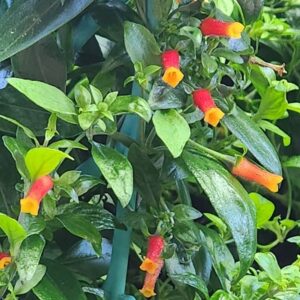 Manettia Candy Corn Vine 3 inch pot