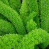 Fern Foxtail Asparagus Meyeri, Bush Ground Cover, Lot of 2 Starter Plants - Image 3