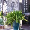 Fern Foxtail Asparagus Meyeri, Bush Ground Cover, Lot of 2 Starter Plants - Image 5