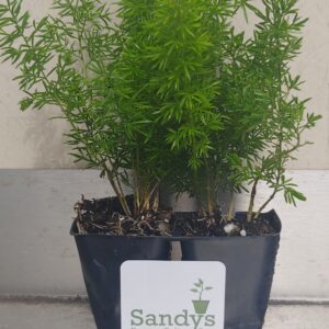 Fern Foxtail Asparagus Meyeri, Bush Ground Cover, Lot of 2 Starter Plants