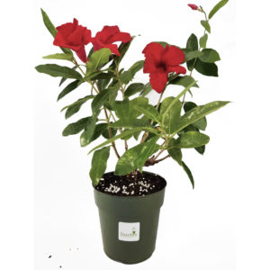 Mandevilla Giant Crimson 6 inch pot
