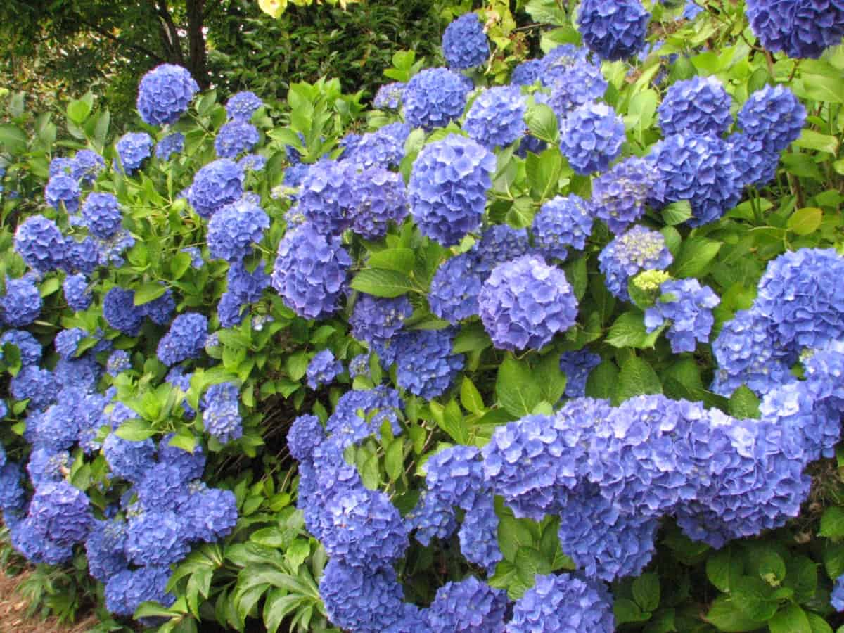 Hydrangea Shrub, Nikko Blue Flowers 4 Inch Pot - Sandy's Nursery Online