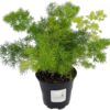 Fern Asparagus Myriocladus Ming Fern 4 Inch Pot - Image 2