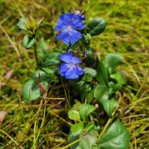 Plumbago Ceratostigma Deep Blue Flower Groundcover Starter Plants