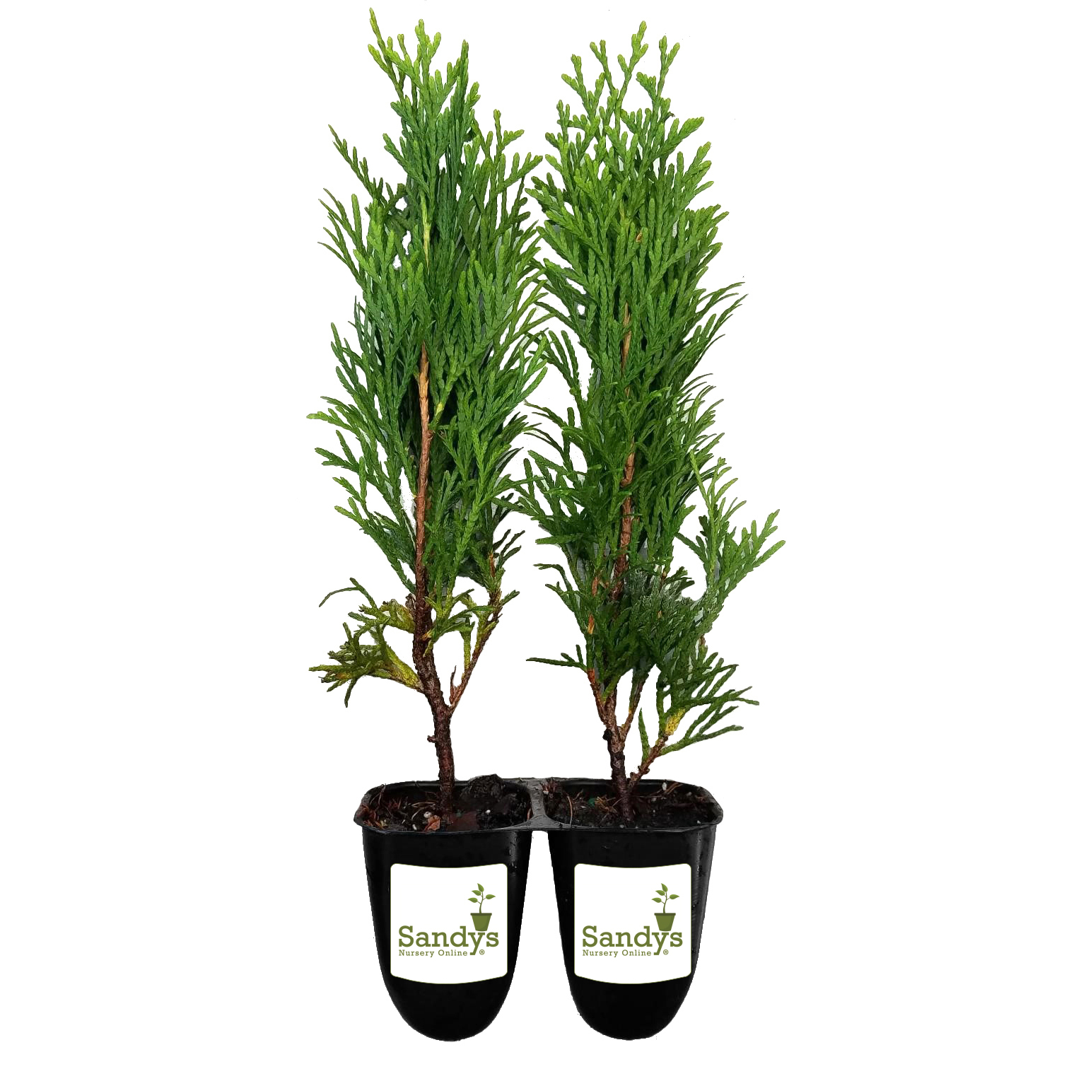 Thuja Emerald Green Arborvitae Starter Plants - Sandy's Nursery Online