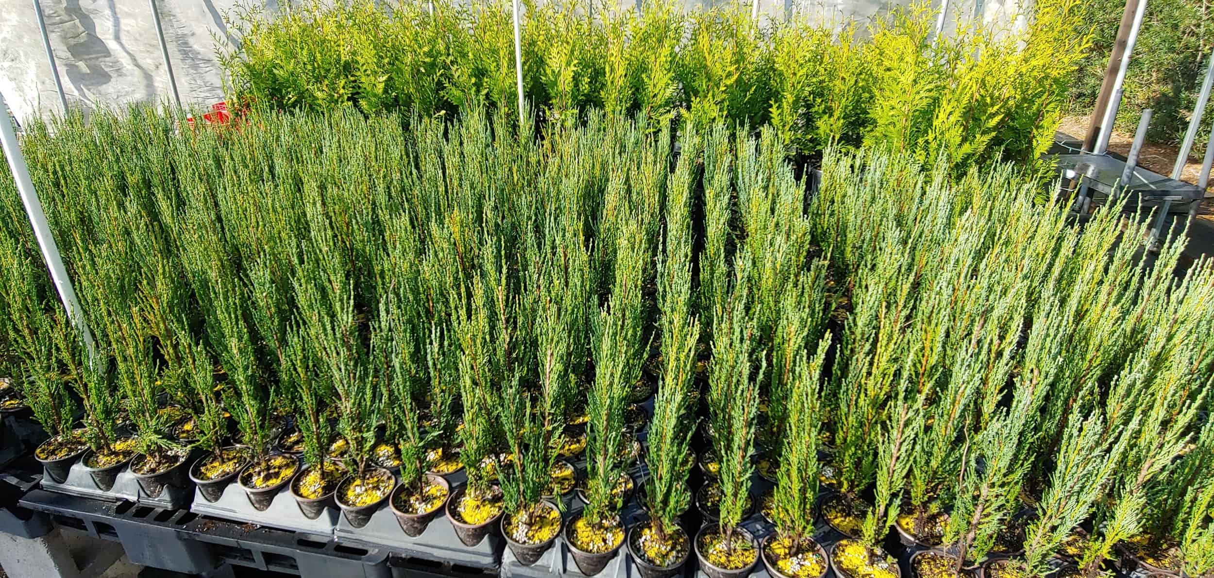 skyrocket juniper growth rate