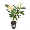 Mandevilla Apricot Color 4 Inch pot - Image 2