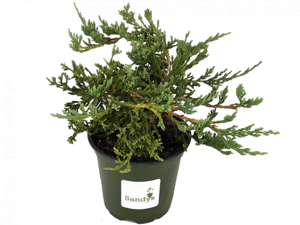 Juniper Blue Rug Wilton Lot of 30 4 inch pots Sandy Nursery Online