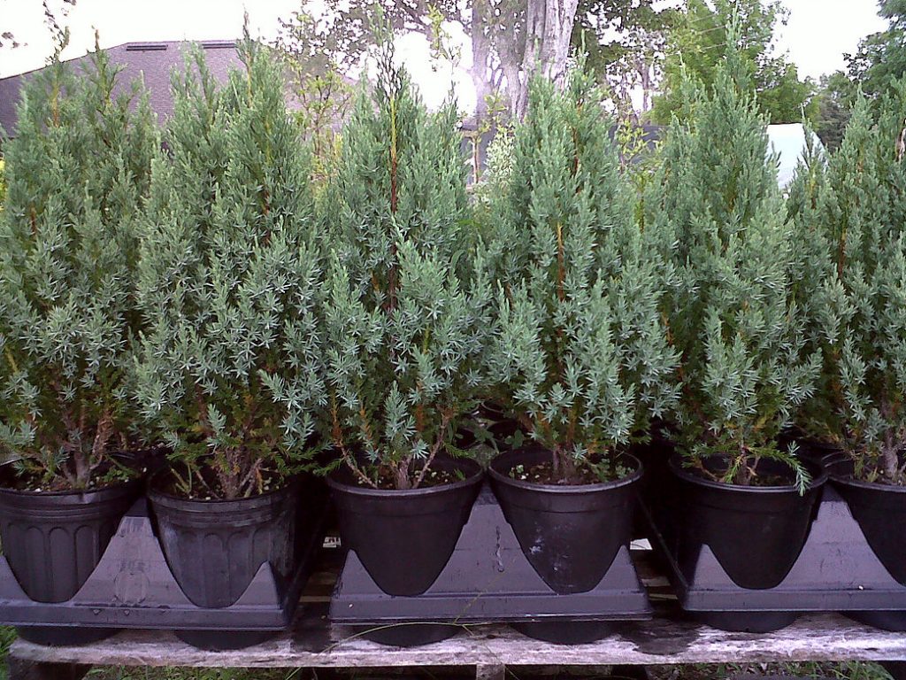 Juniper Blue Point Gallon pot Sandy Nursery Online