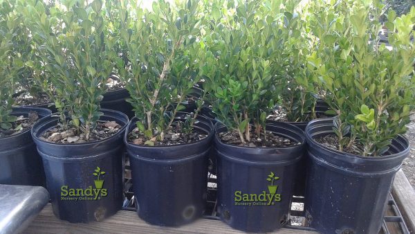 Boxwoods Wintergreen Buxus microphylla Gallon pots