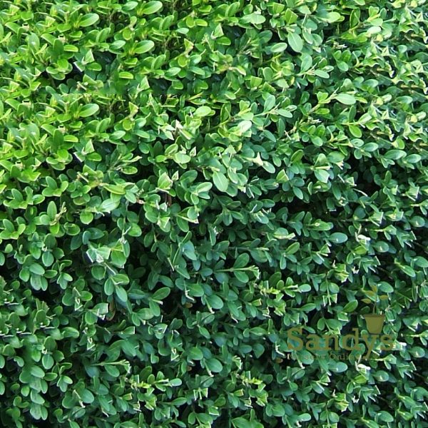 Boxwoods Wintergreen Buxus microphylla ~Lot of 2~ Starter Plants
