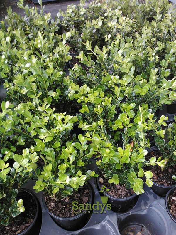 Boxwoods Wintergreen Buxus microphylla Quart pot
