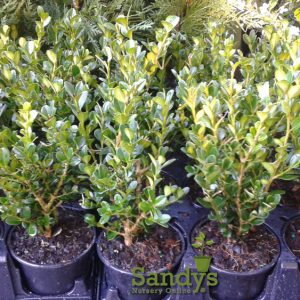Boxwoods Wintergreen Buxus microphylla ~Lot of 12~ Quart pot