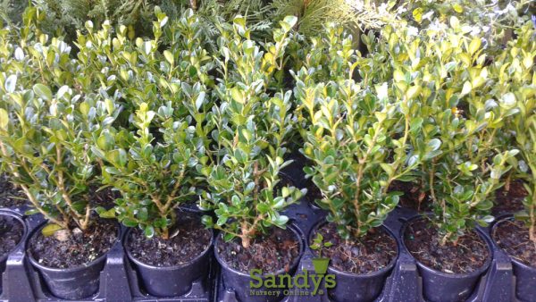 Boxwoods Wintergreen Buxus microphylla ~Lot of 12~ Quart pot