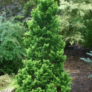 Chamaecyparis obtusa 'Nana' Dwarf Hinoki Cypress or False Cypress 4 inch pot