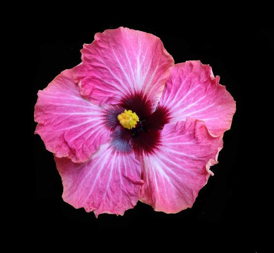 Hibiscus Cajun Color Bon Temp Starter Plant - Sandy Nursery Online