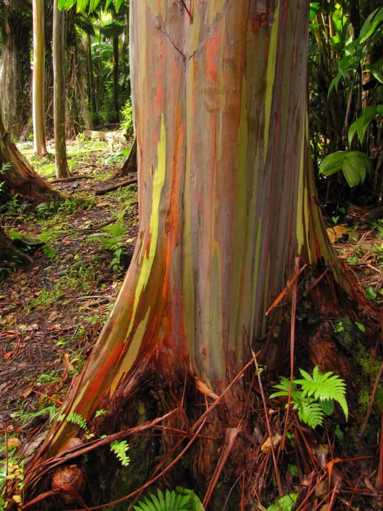 Eucalyptus deglupta Rainbow Tree, Rainbow Gum- Rare Tropical ~Stater Plant~