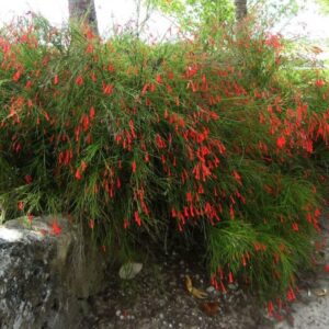 Firecracker Russelia equisetiformis Gallon pot