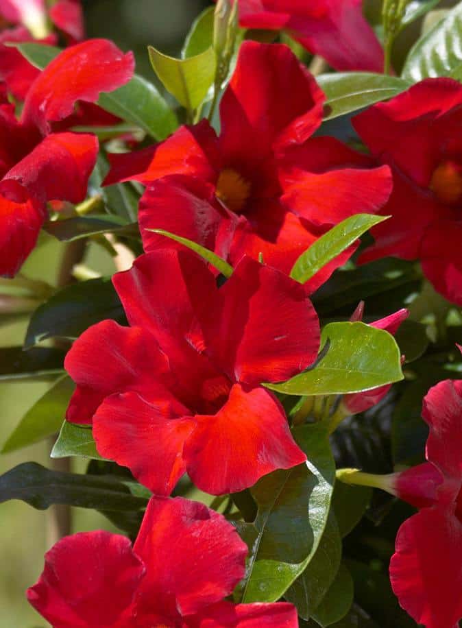 Mandevilla Giant Crimson 3 inch pot Sandy Nursery Online