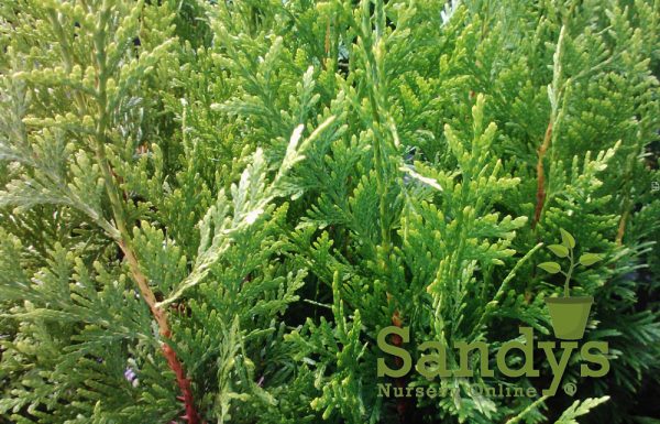 Thuja Green Giant Arborvitae ~Lot of 30~ 2.5 inch pot Starter Plants