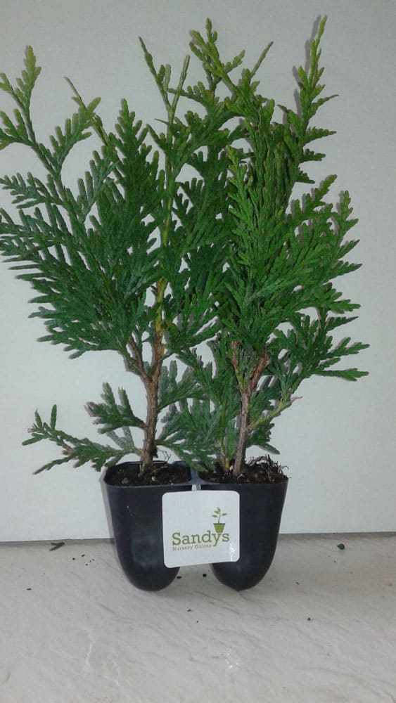 Thuja Green Giant Arborvitae ~Lot of 2~ Starter Plants