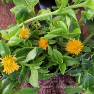 Ice Plant Aptenia cordifolia ‘Baby Sun Rose Gold’ ~Lot of 2~ Starter Plants