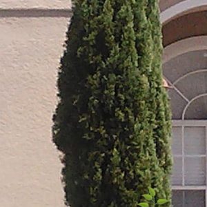 Cypress Italian Cupressus sempervirens 'Stricta' 4 inch pot