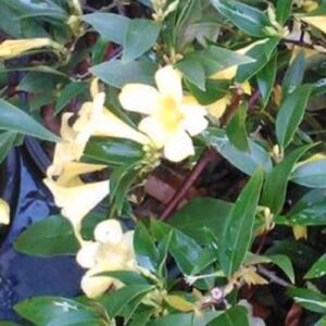 Jasmine Carolina Gelsemium sempervirens ~Lot of 2~ Starter Plants