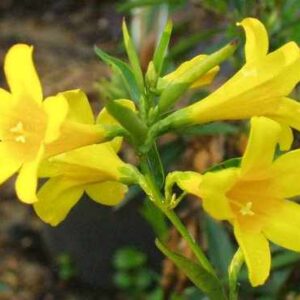 Jasmine Carolina Gelsemium sempervirens ~Lot of 2~ Starter Plants