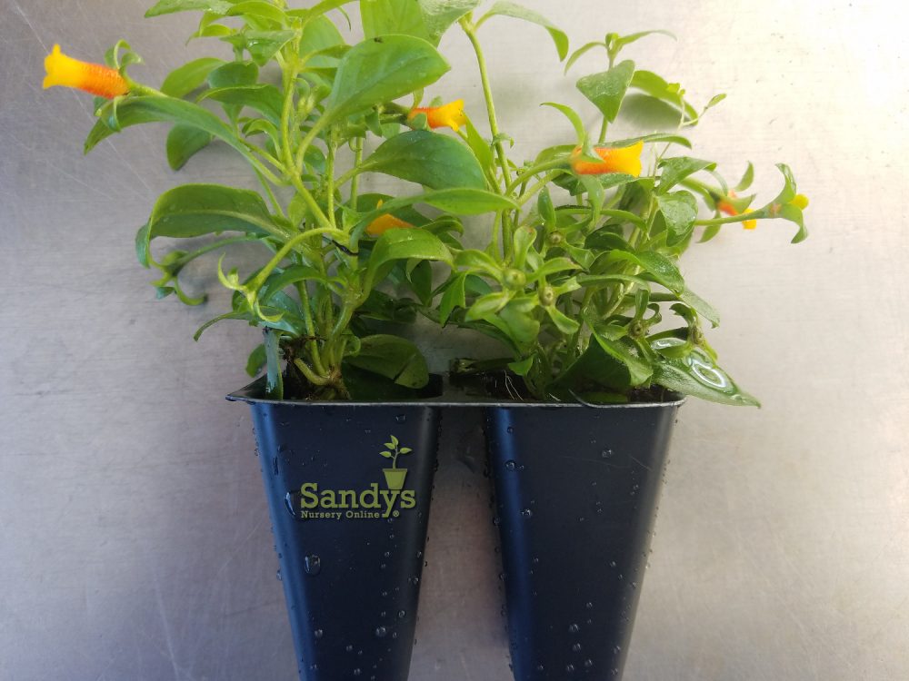 Manettia Candy Corn Vine ~Lot of 2~ Starter Plants