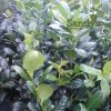 Ilex Nellie R Stevens Holly ~2 pack~ 3 inch pot