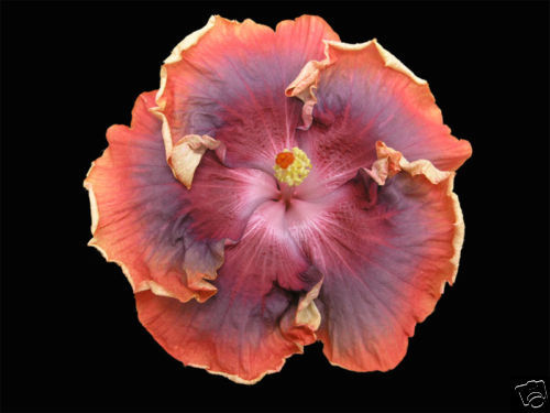 Hibiscus Cajun Color Night Runner Starter Plant