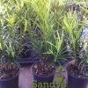 Podocarpus Macrophyllus Japanese Yew Quart pot