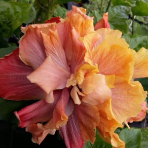 Hibiscus Cajun Color Queen of Dream Starter Plant