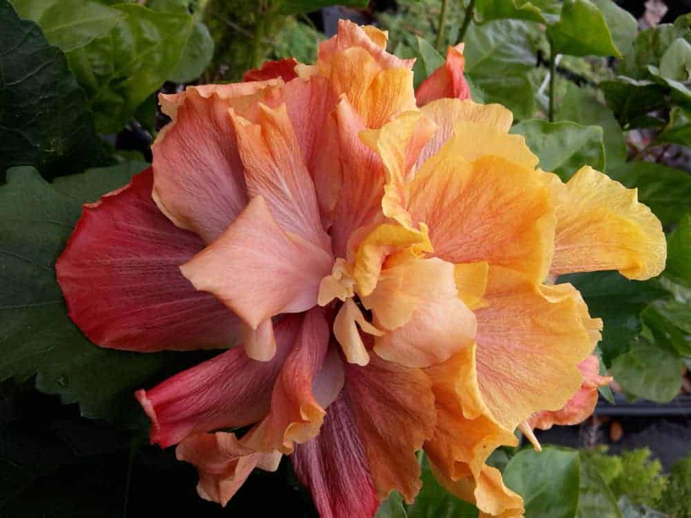 Hibiscus Cajun Color Queen of Dream Starter Plant