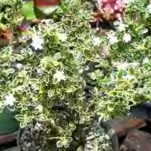 Serissa foetida 'Tree of a Thousand Stars' Gallon pot