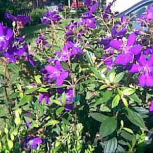 Tibouchina lepidota Ecuador Purple Princess GloryBush ~LOT of 2~ Starter Plants