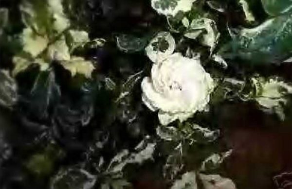 Gardenia Variegated "Mystery" 4 inch pot