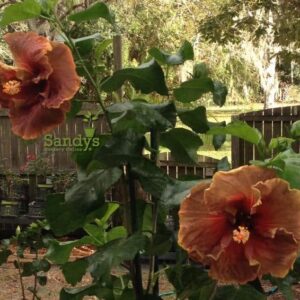 Hibiscus Cajun Color Voodoo Magic Starter Plant