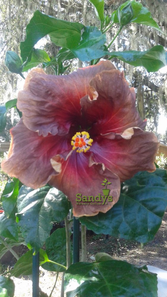 Hibiscus Cajun Color Voodoo Magic Starter Plant