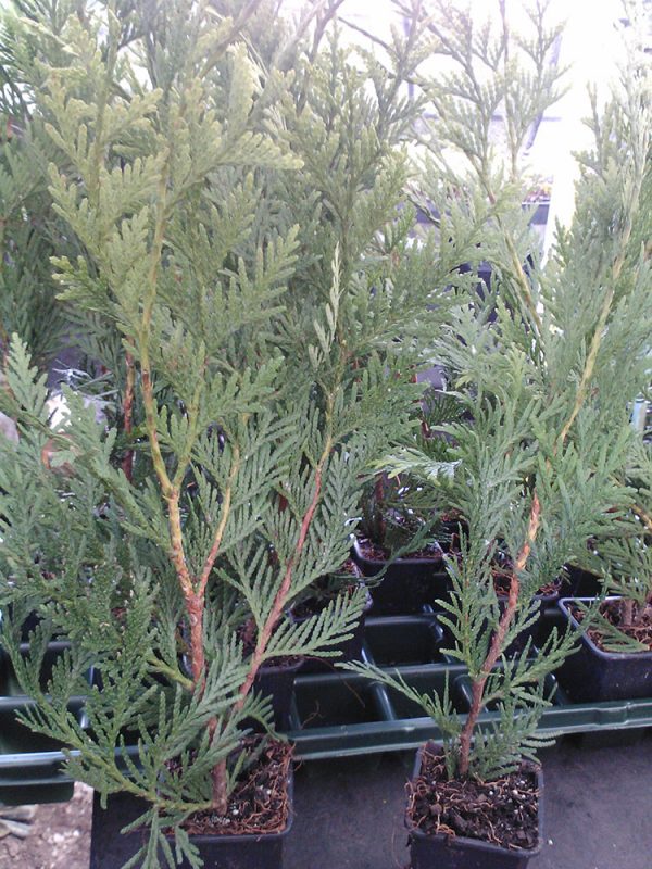 Thuja Green Giant Arborvitae ~Lot of 30~ 2.5 inch pot Starter Plants