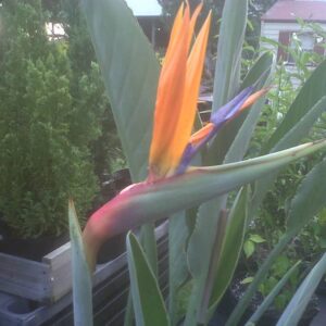 Bird of Paradise strelitzia reginae Orange 4 inch pot