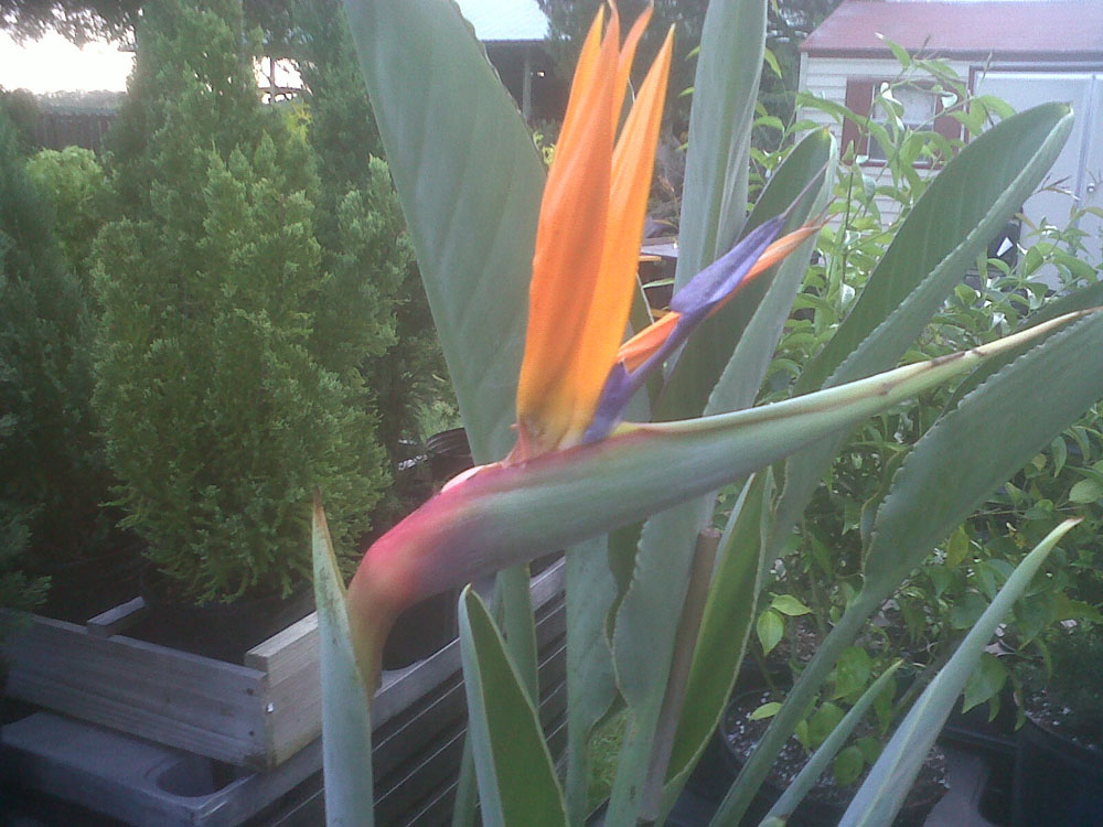 Bird of Paradise strelitzia reginae Orange Gallon Pot