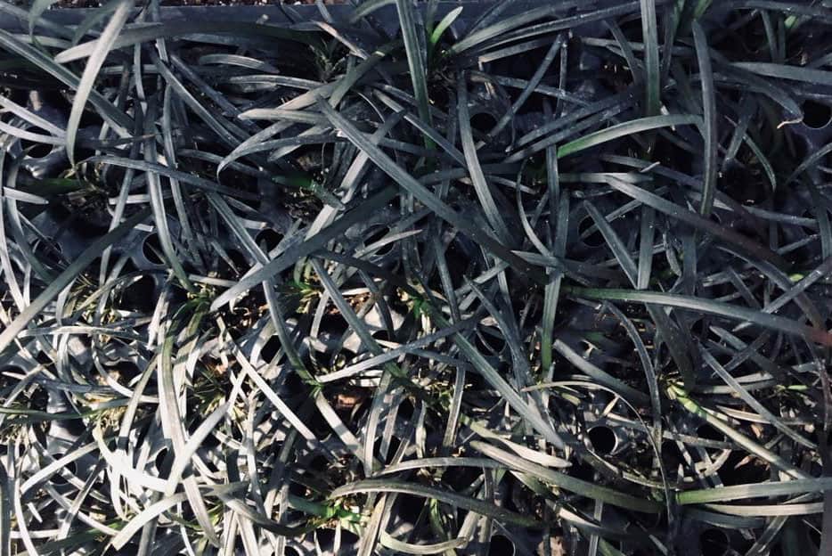 Ophiopogon p. Black Mondo Grass nigrescens ~Lot of 36~ Starter Plants