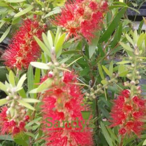 Bottlebrush Dwarf 'Little John' Dwarf Callistemon Gallon pot